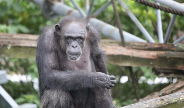 Şempanzeler arasında iç savaş! 24 saldırıda 17 yavru öldü
