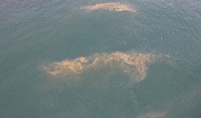 Müsilaj geri mi geliyor? Avcılar'da korkutan görüntü