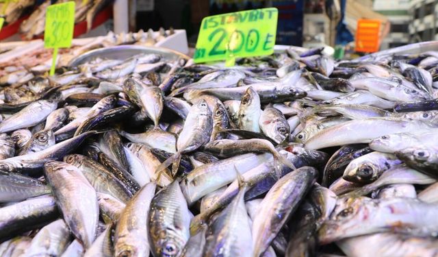 Rize'de istavritin kilosu 200 TL!