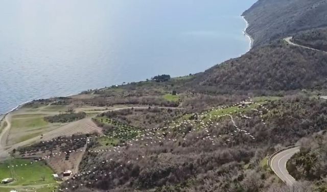 Tekirdağ’da pelikanların uçuşu görsel şölen oluşturdu