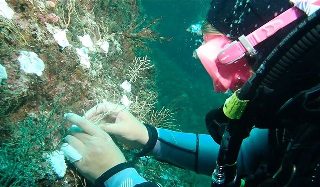 Bakan Murat Kurum o projeyi duyurdu! "Doğayı mercanlarla onarıyoruz"