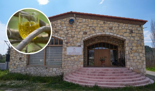 Türkiye'de bir ilk! İzmir'de zeytinyağı kütüphanesi kuruldu