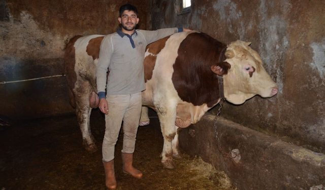 1 ton 440 kiloluk “Şampiyon” görücüye çıktı! Fiyatı dudak uçuklattı!