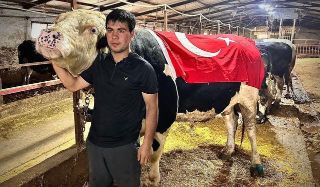 1.2 tonluk 'Paşa' 650 bin liraya satıldı! Kurban Bayramı'nda kesilip dağıtılacak
