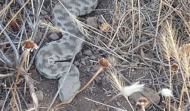 Elazığ'da kış uykusundan uyandı! Sadece bir ısırığı öldürebilir!