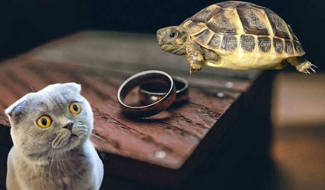 Eşine "tosbağa, kedi" dedi, Yargıtay ağır kusur saydı!