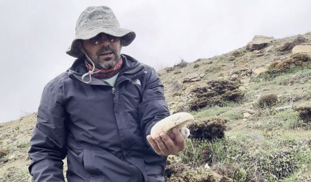Fiyatı altınla yarışıyor! Yüksek rakımda yetişen mantarın kilosu 2 bin lira