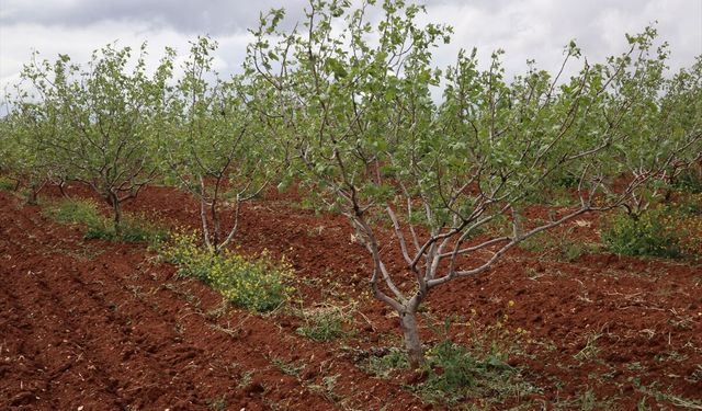 Gaziantep'te sağanak ve fırtına etkili oldu: 90 mahallede araziler zarar gördü