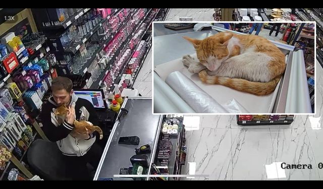 Rize'de kedi dostluğu: Her sabah dükkana gelip esnafın boynuna sarılıyor
