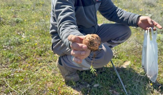 Eskişehir'de kilosu 2 bin lirayı bulan dolaman mantarı: Altın bulsam böyle sevinmem