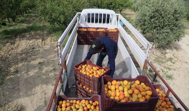 Herkes Malatya'yı bilir, o ilimizde yetişen kayısı damak çatlatıyor