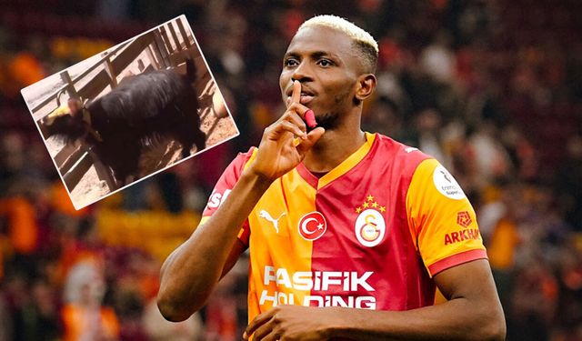 Bayramın en çok konuşulan kurbanlığı! “Osimhen” Fenerbahçe’yi duyunca çıldırdı