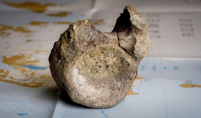 40 yıl bir çekmecede unutuldu! Antarktika’nın ilk dinozor kemiği bulundu