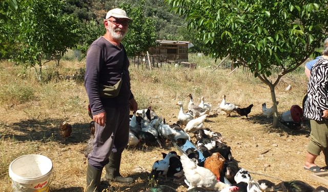 Emekli muhasebeci toprağa döndü: Ürettiği ilginç çilek türü yok satıyor