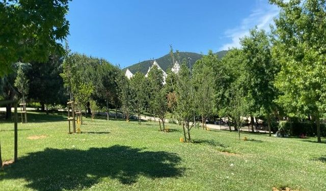 İBB parkları meyve ağaçları ile donatıyor