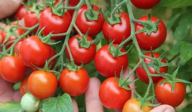 Domatesin bilinmeyen yüzü: Tehlike saçıyor
