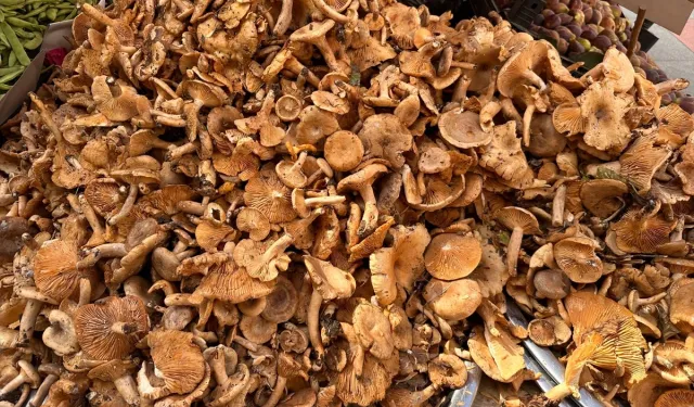 Mantarlar tehlike saçıyor