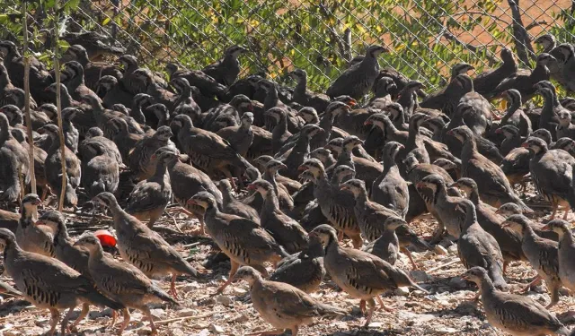 Kenelere geçit yok! 982 bin keklik ve sülün görev başında