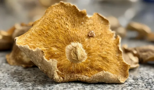 Mantar zehirlenmesinde püf nokta: Mutlaka yanınızda götürün