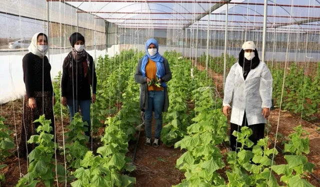 Erzurum''un ehramlı kadın çiftçileri, kurdukları kooperatifle üretime katkı sağlıyor