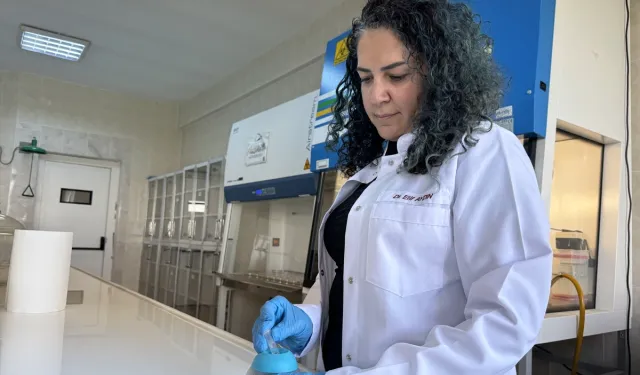 Diyabetik yaralar için devrimsel buluş: Bor mucizesi