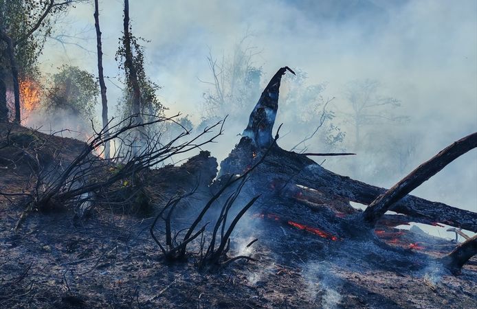 Artvin'de yangına müdahale ediliyor