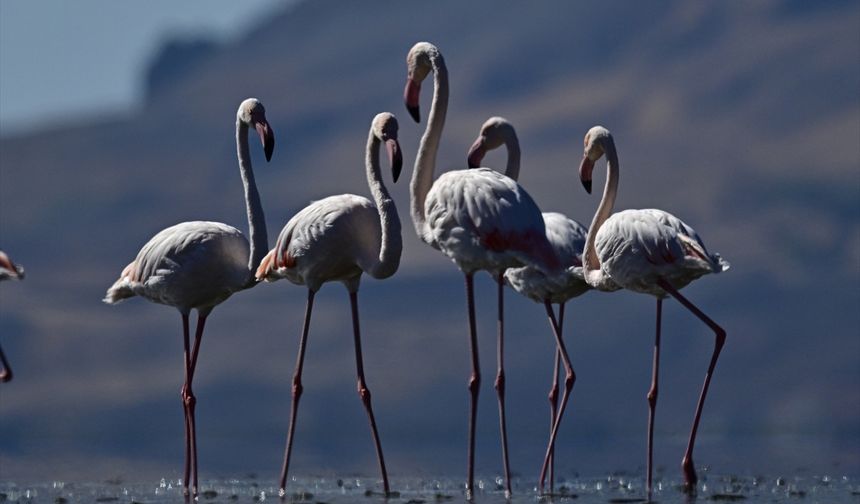 Van Gölü'nde flamingo gösterisi: Eşsiz görüntüler ortaya çıktı