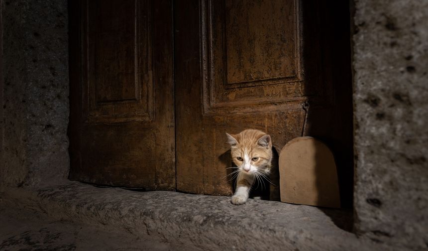 Topkapı Sarayı'nın kedi kapısı yeniden hizmette