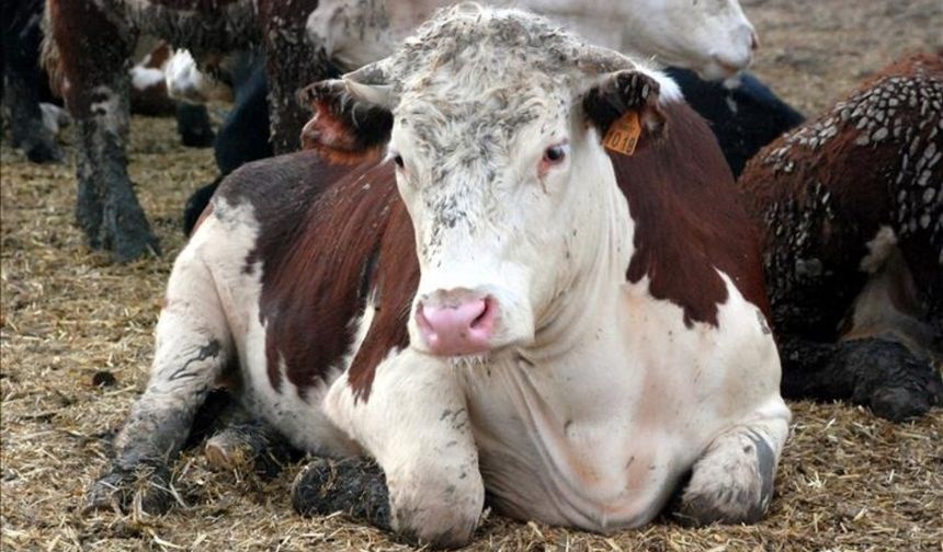 Deli dana hastalığı Türkiye'de görüldü! Önce Ankara sonra Bolu