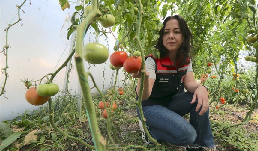 Kars'ta ziraat mühendisleri seralarla vatandaşa ilham oldu