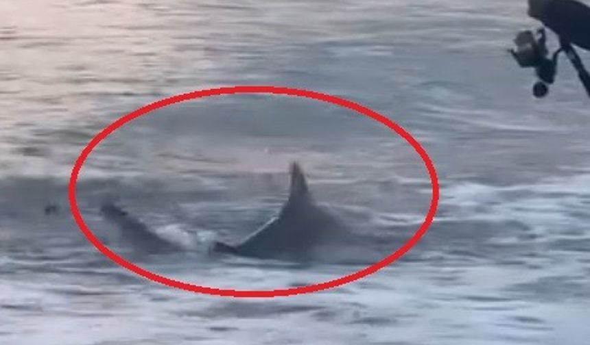 Antalya'nın Aksu ilçesi Kumköy sahilinde kıyıdan olta atan bir amatör balıkçının oltasına köpek balığı takıldı