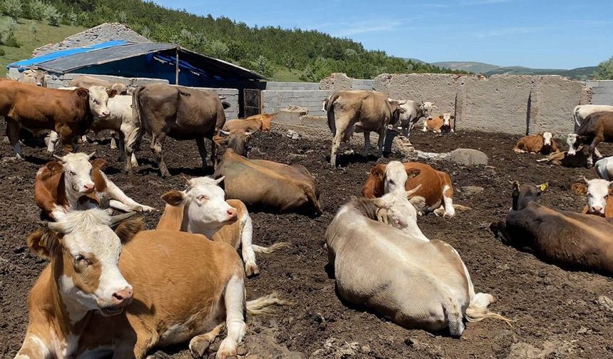 Şap hastalığı kontrol altında: Aşı oranı yüzde 92’ye ulaştı