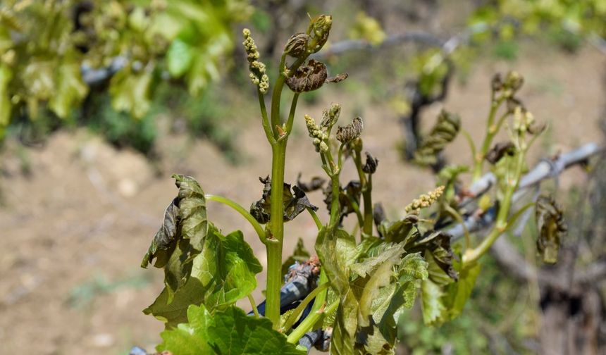 Nisan soğuğu pahalıya patladı: 23 milyarlık zirai don!