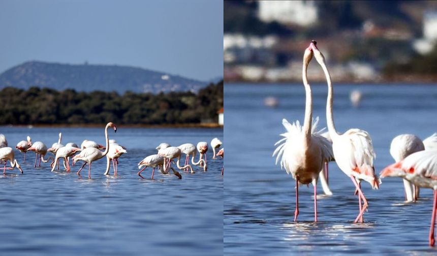 Tuzla sulak alanı kuş cennetine döndü