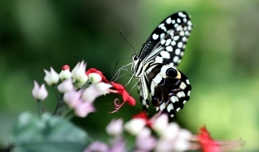 Görenler hayran kalıyor: Konya'da Şebiarus'a özel renkli hazırlık