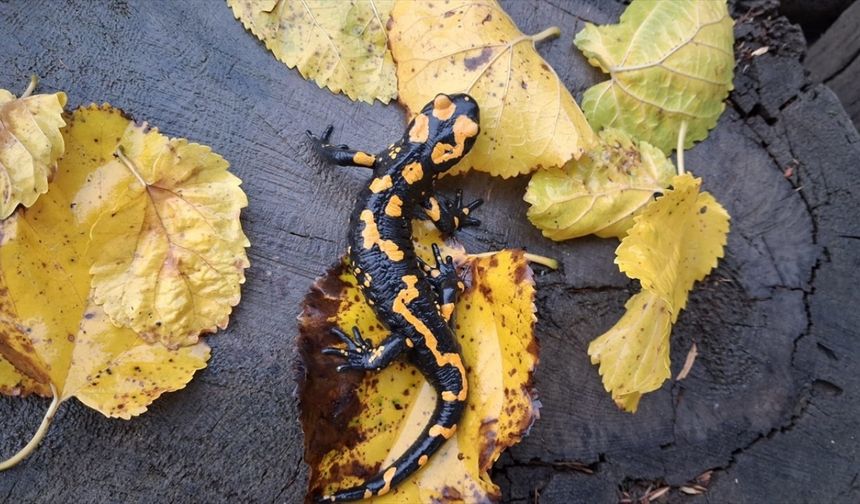 Adana'da sarı benekli semender görüldü