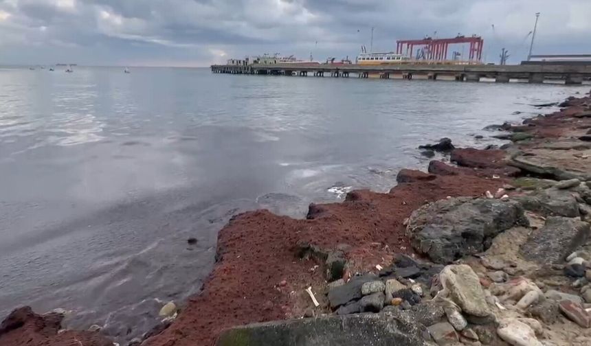 Kuvvetli rüzgar sahili kırmızı yosunla kapladı