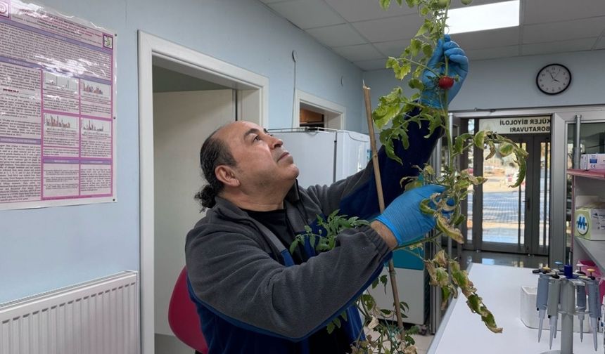 Salgınlara karşı domatesten yenilebilir aşı geliştiriliyor