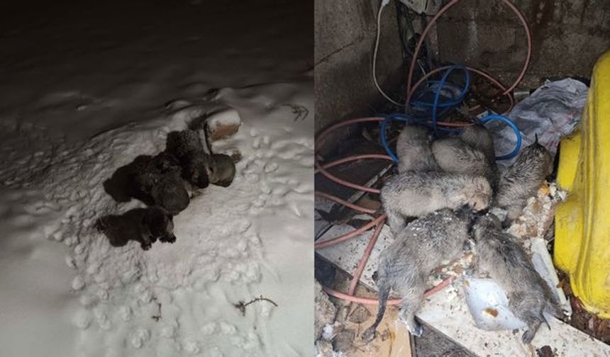 Mardin'de insanlık ölmedi: Terk edilen yavrular can buldu
