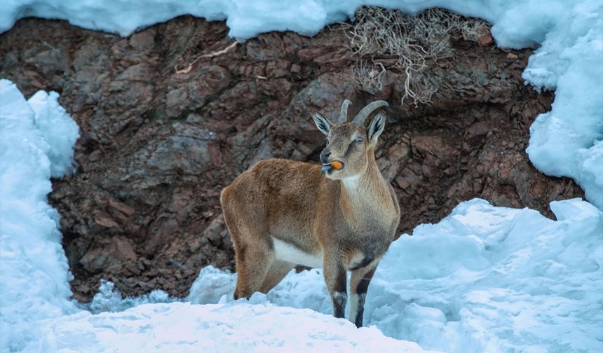 Adıyaman'da dağ keçileri karla kaplı zirvelerde görüntülendi