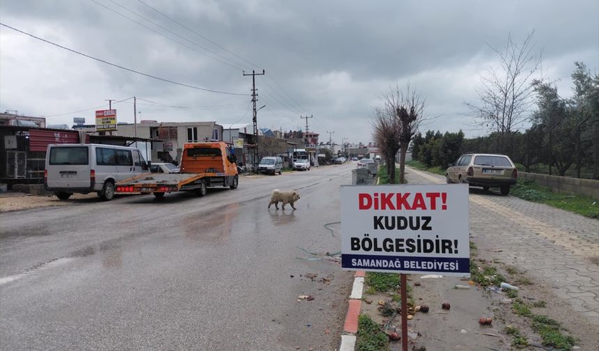 Hatay'da "kırmızı alarm": 4 mahalle kuduz nedeniyle karantinada! peki, tehlike ne kadar büyük?