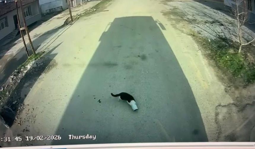 Kafası konserve kutusuna sıkışan kediyi otobüs şoförü kurtardı