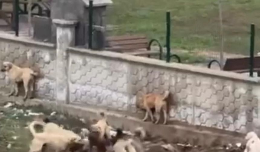 Diyarbakır'da korku dolu anlar: Sokak köpekleri aralarına aldıkları köpeği parçalamaya çalıştı!