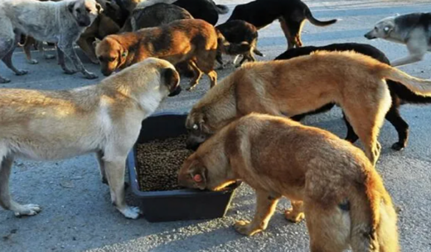 O ilimizde çalışmalar tamamlandı: Tüm sokak köpekleri toplandı