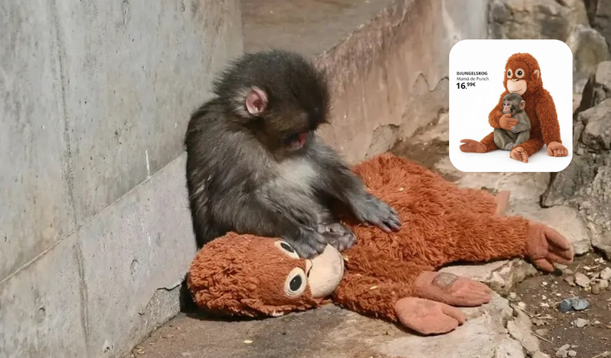 Viral olan yavru maymunun oyuncağı satış rekoru kırıyor
