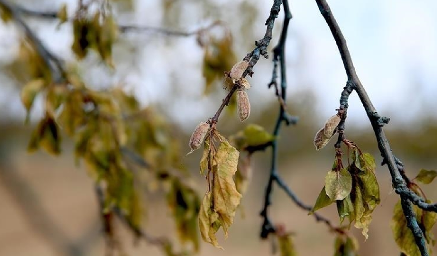 Tarımsal destekte dev bütçe: 147 milyar lira üreticiye ödendi