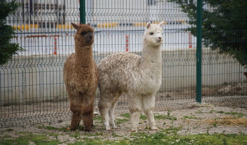 İpsala Sınır Kapısı'nda kaçak yollarla ülkemize sokulmaya çalışan cins hayvanlar ele geçirildi