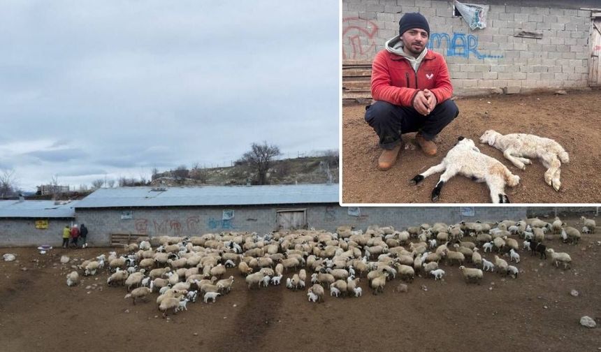 Tüm ilde gizemli salgın kabusu: Kuzular bir bir telef oluyor!