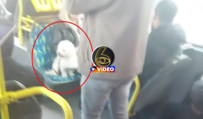 Metrobüste köpek koltuğa oturdu, tartışma çıktı! | VİDEO