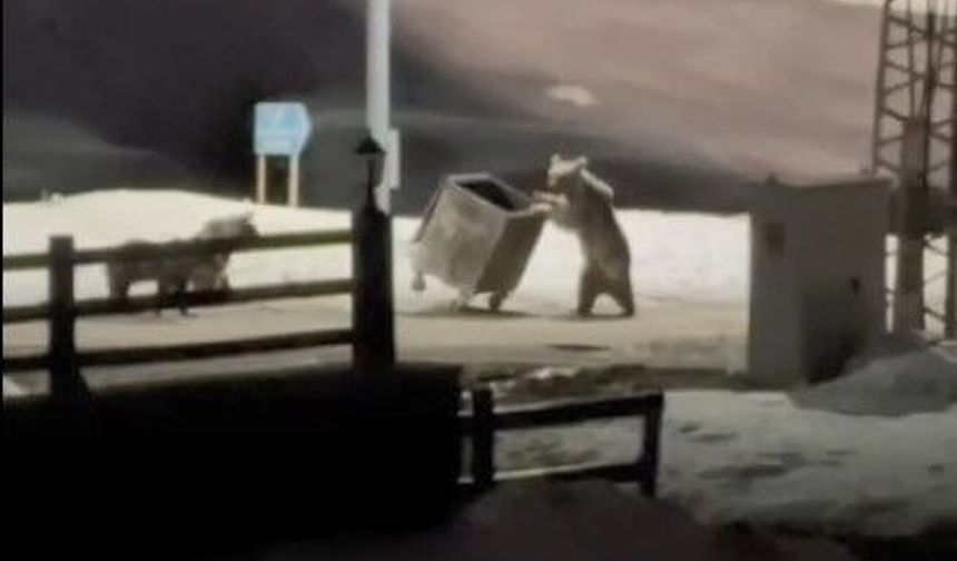 Kars'ta uykudan uyanan ayı ailesi yiyecek için şehre indi